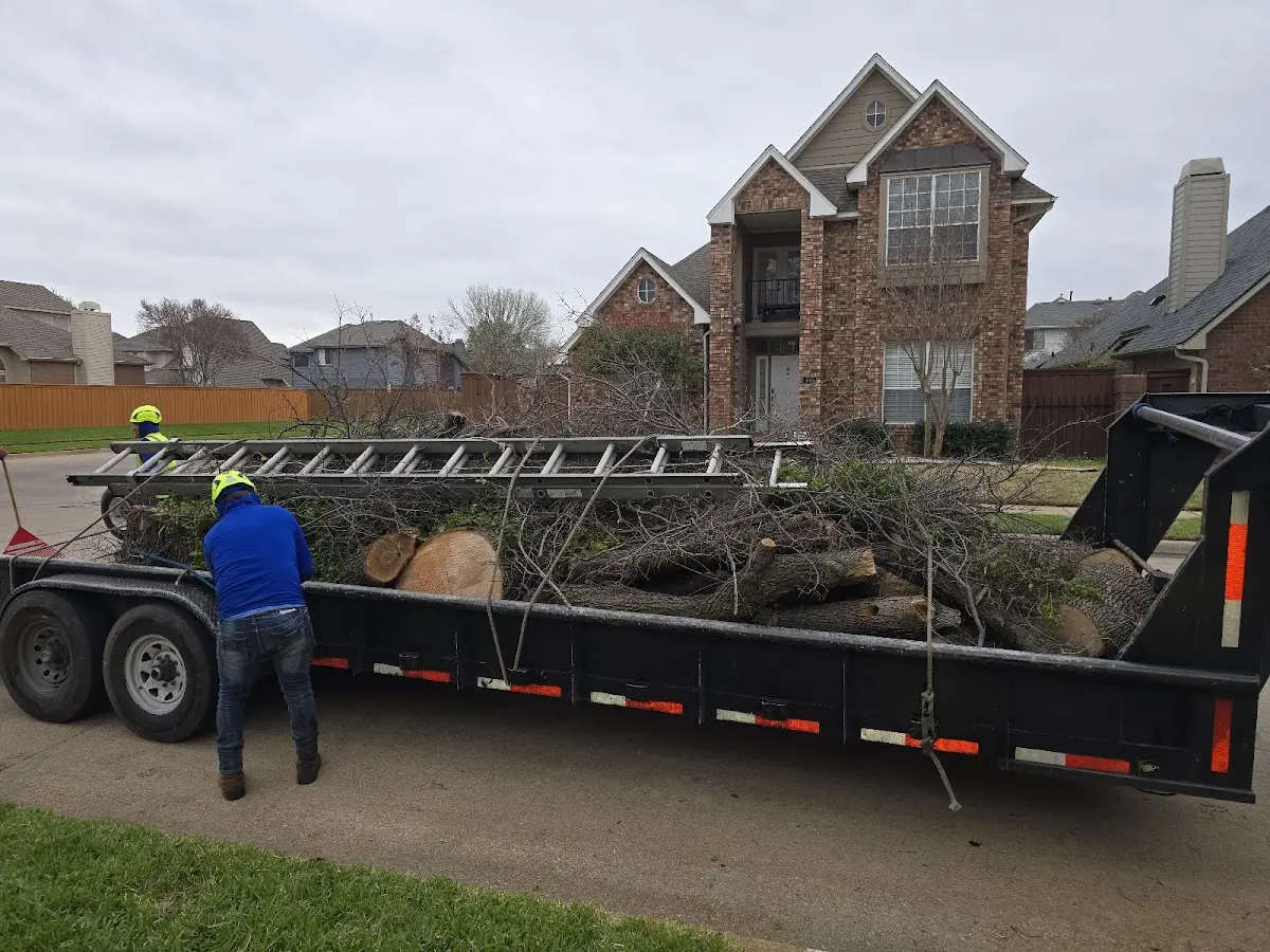 Expert Tree Removal with proper safety equipment in Dora